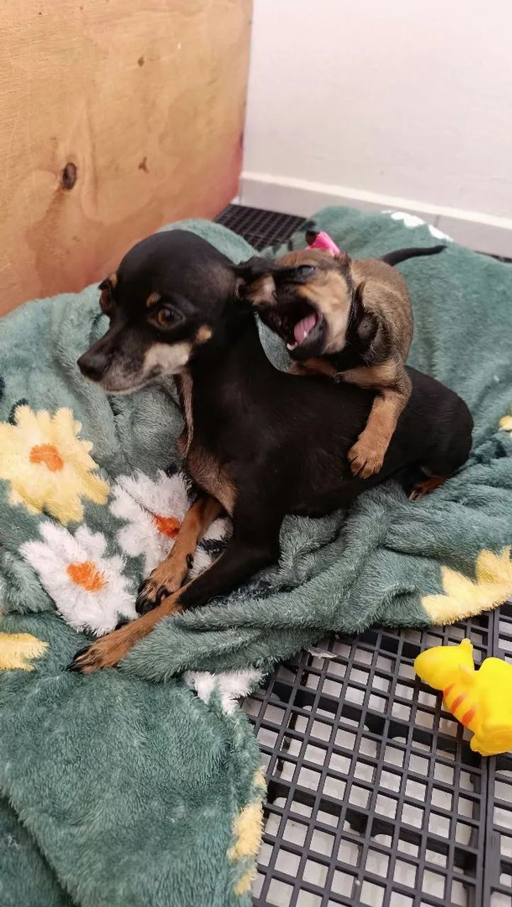 Pinscher fêmea  - Foto 3