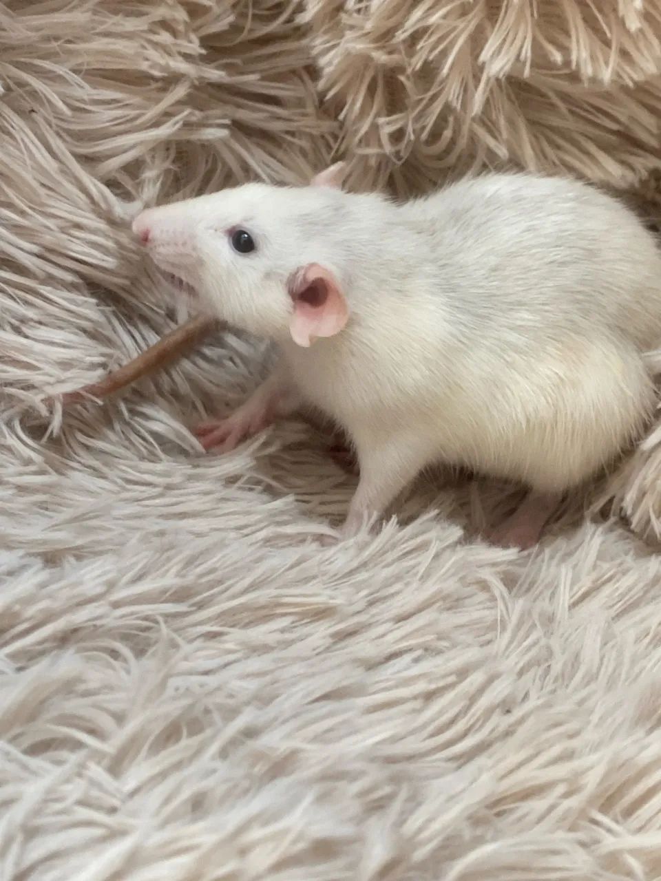 Ratinhos Twister  - Foto 5