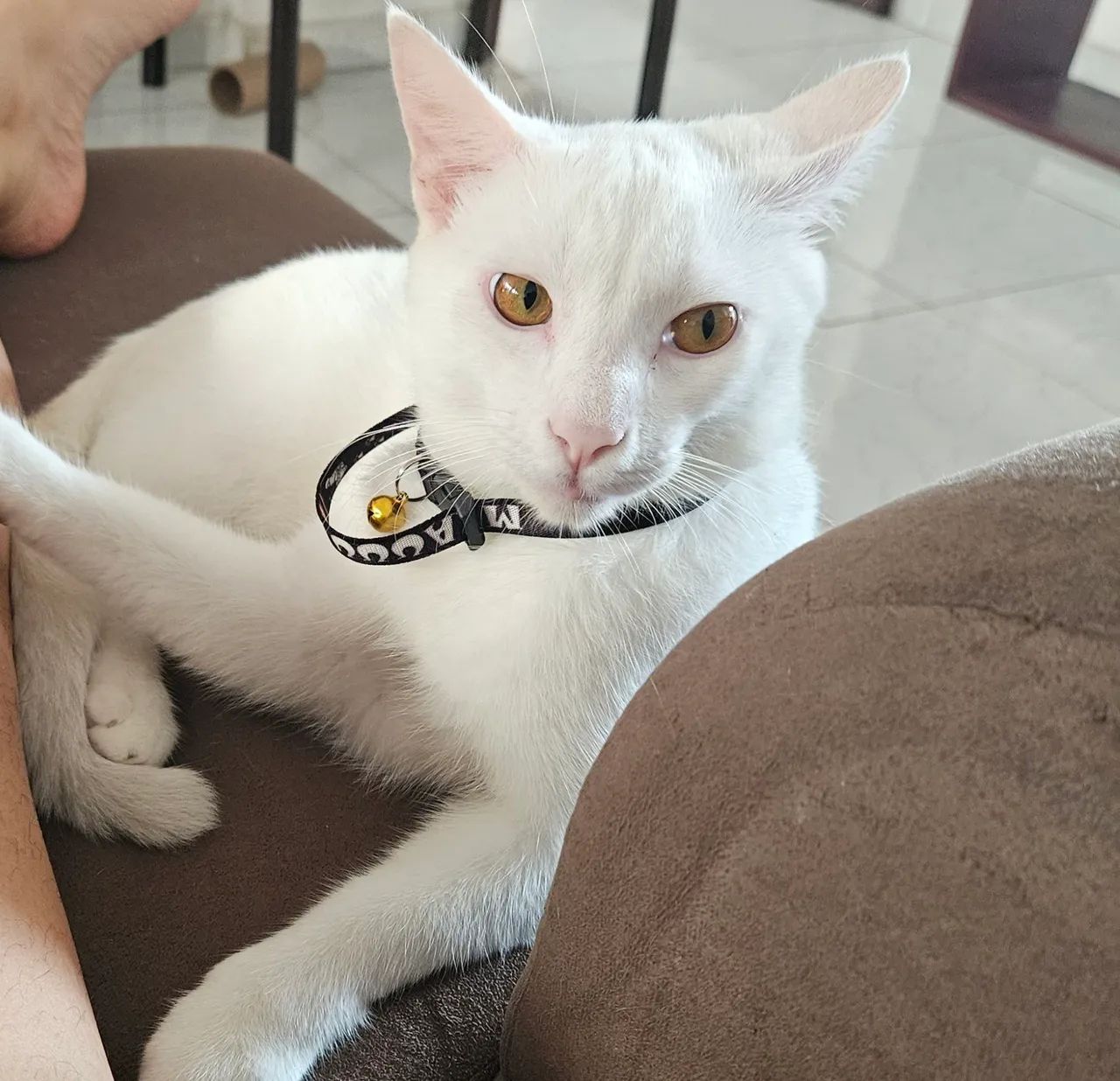 Gatinho Doação