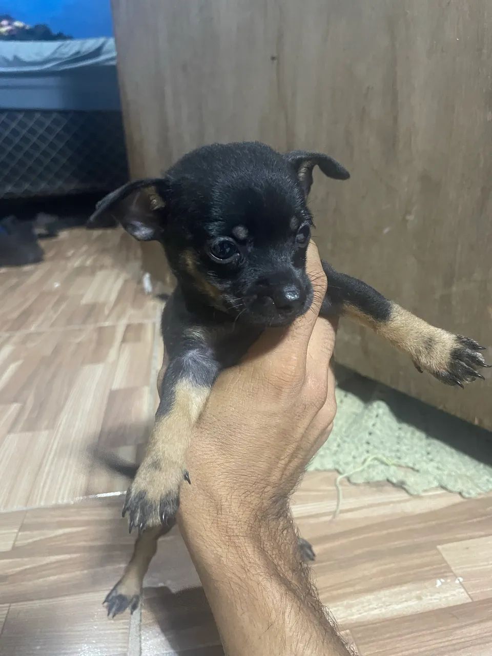 cachorro pinscher 2 - Foto 5