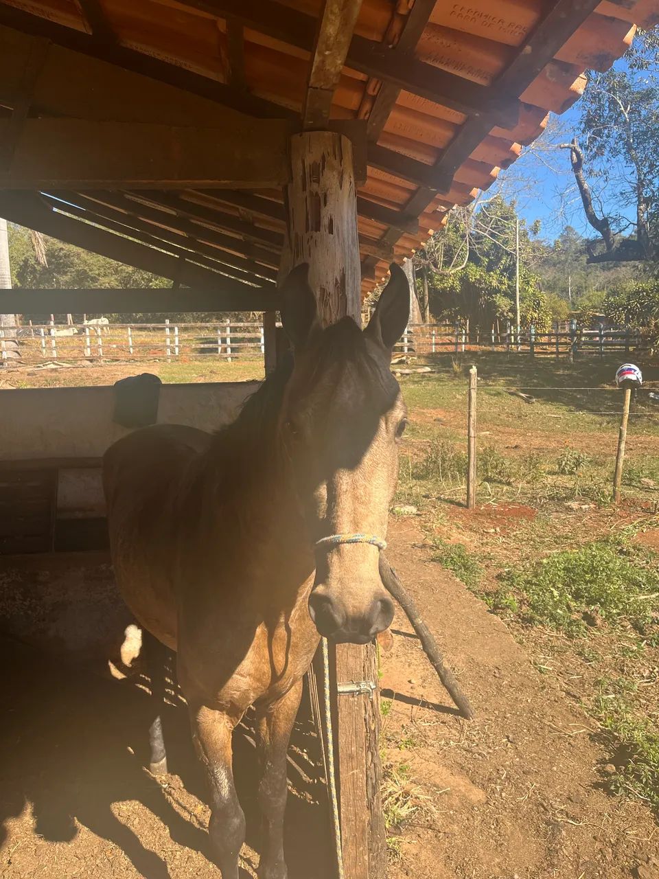 Vendo esse potro! - Foto 4