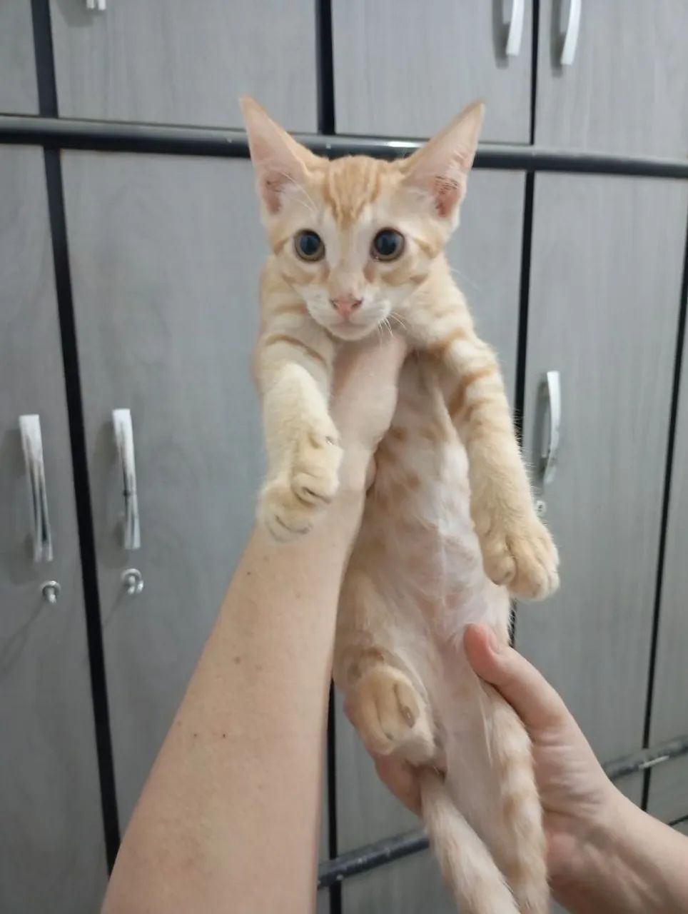 Gatinhos para Adoção  - Foto 3