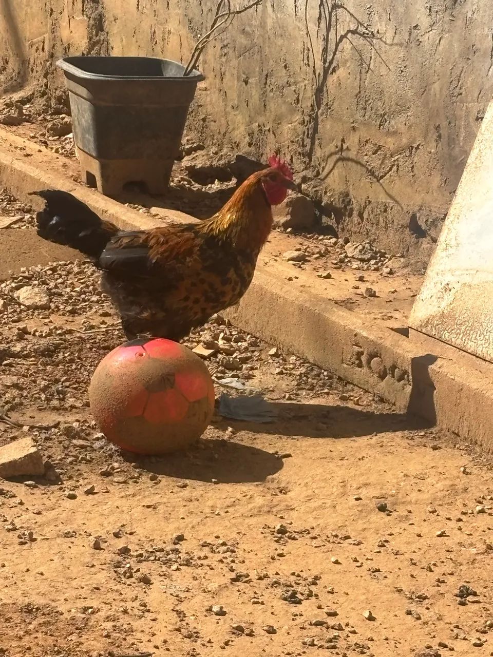 Galo 70 galinha 50