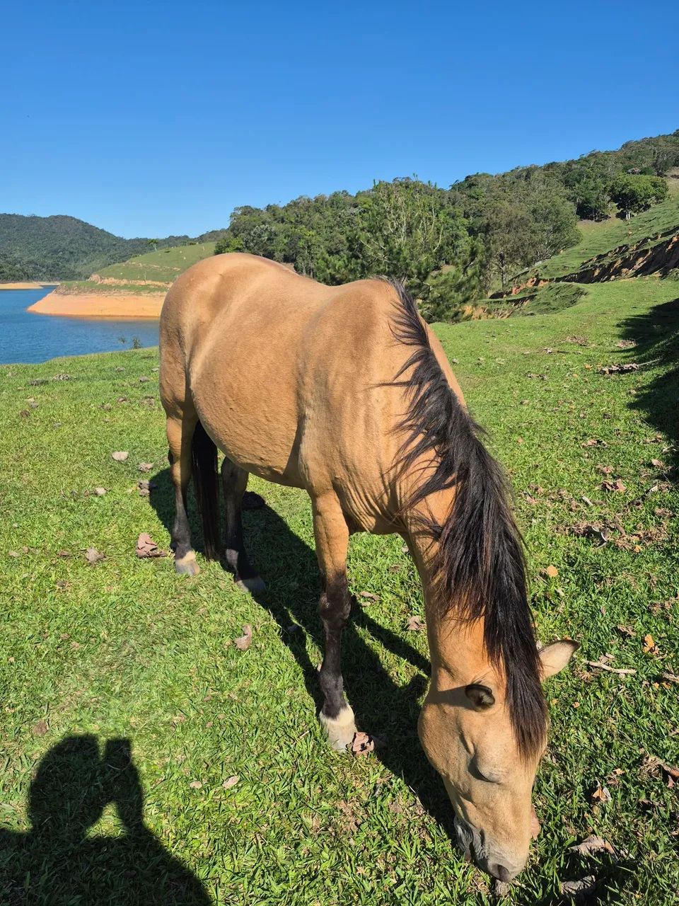 Caseiro para trabalhar - Foto 4