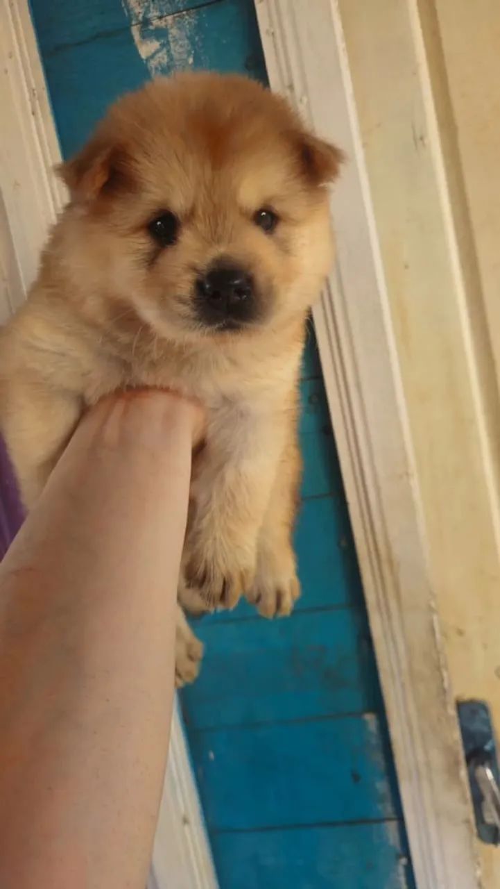 Chow Chow  - Foto 4
