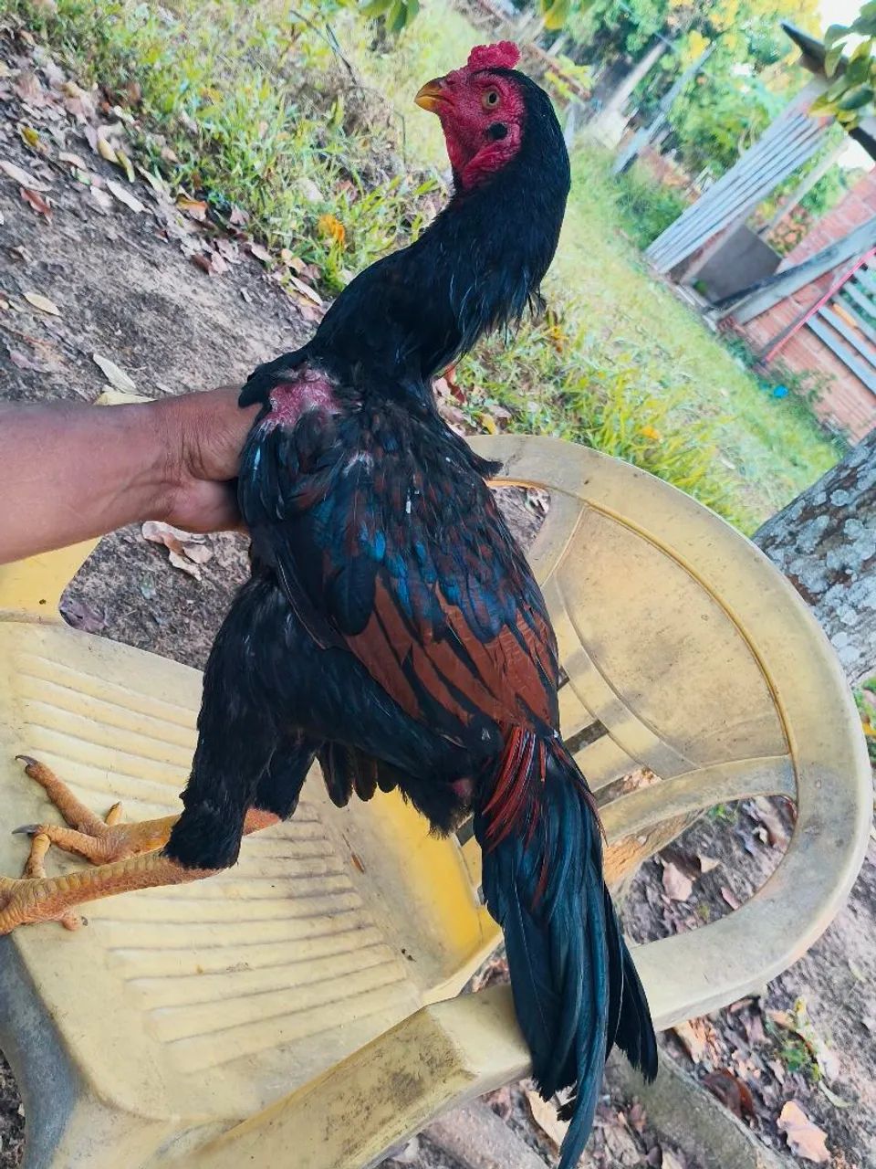Vendo um frango indiano - Foto 3
