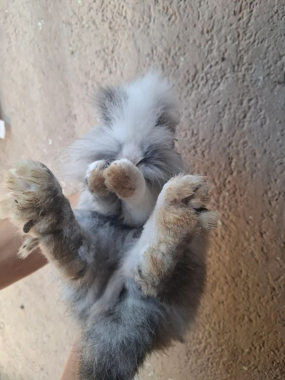 Vendo Coelho Lionhead - Foto 3