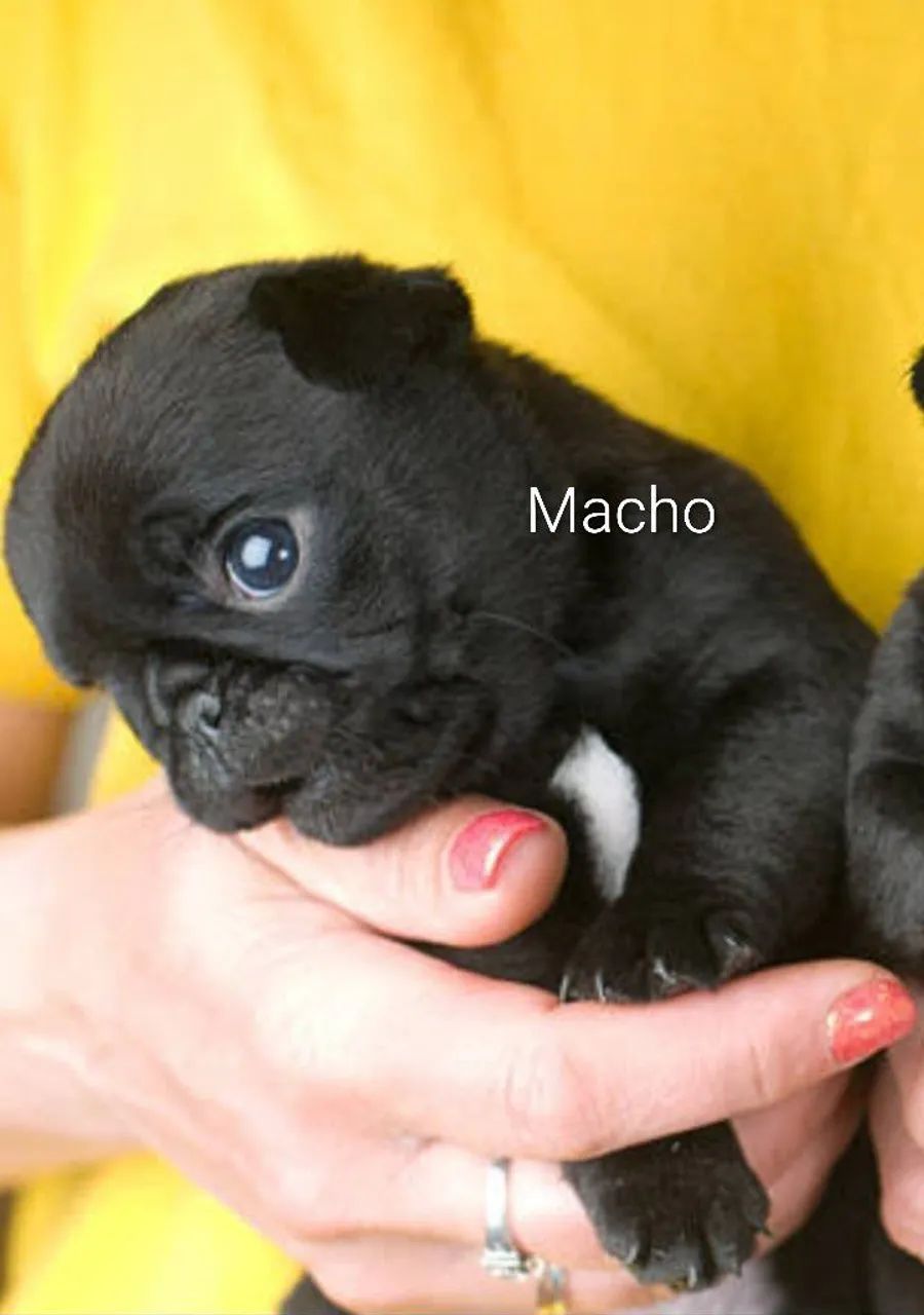 Pug fêmea e macho