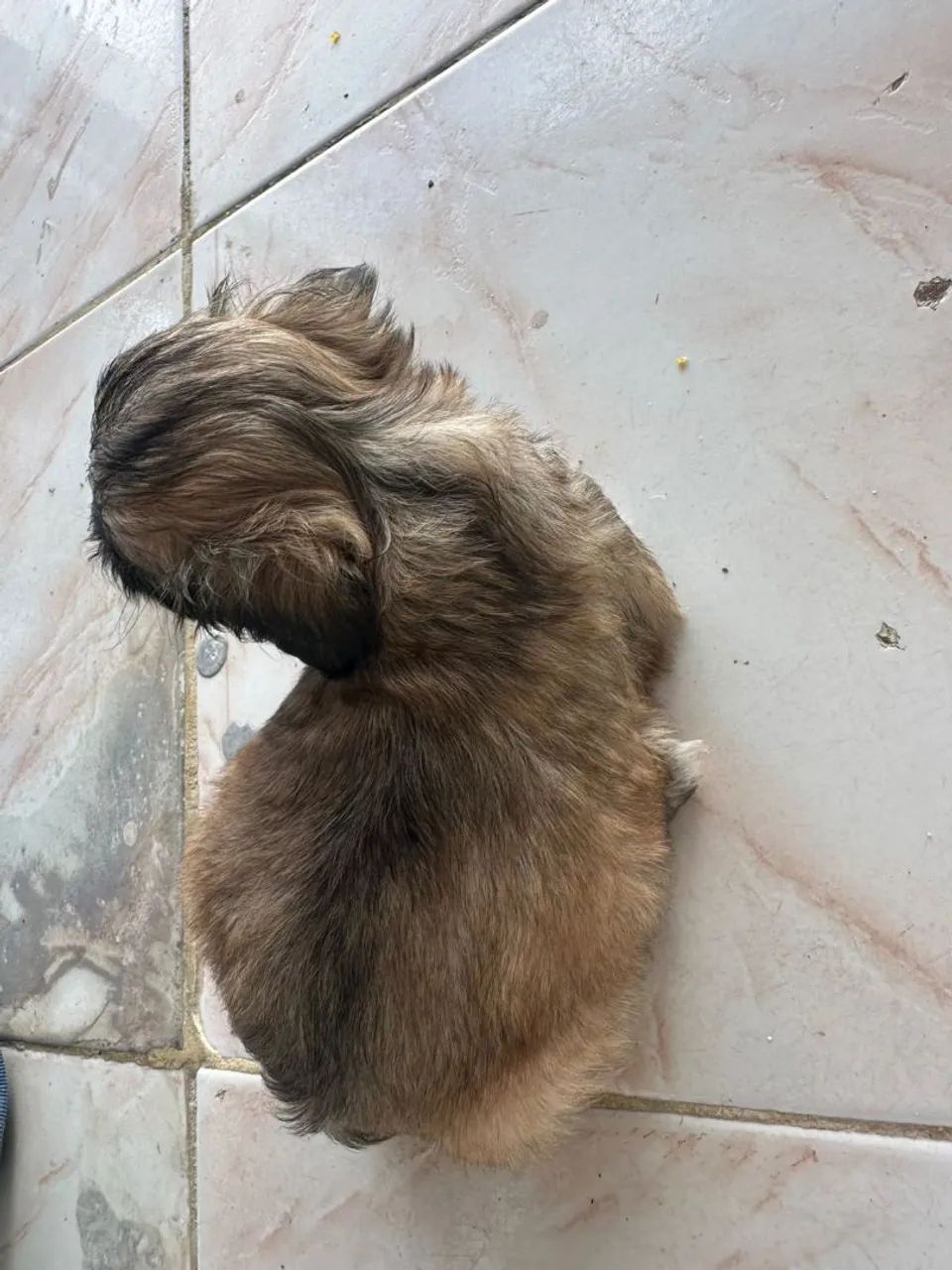 Poodle zero 1 mês  - Foto 4
