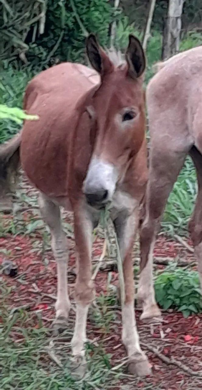 Cavalo e mula - Foto 3