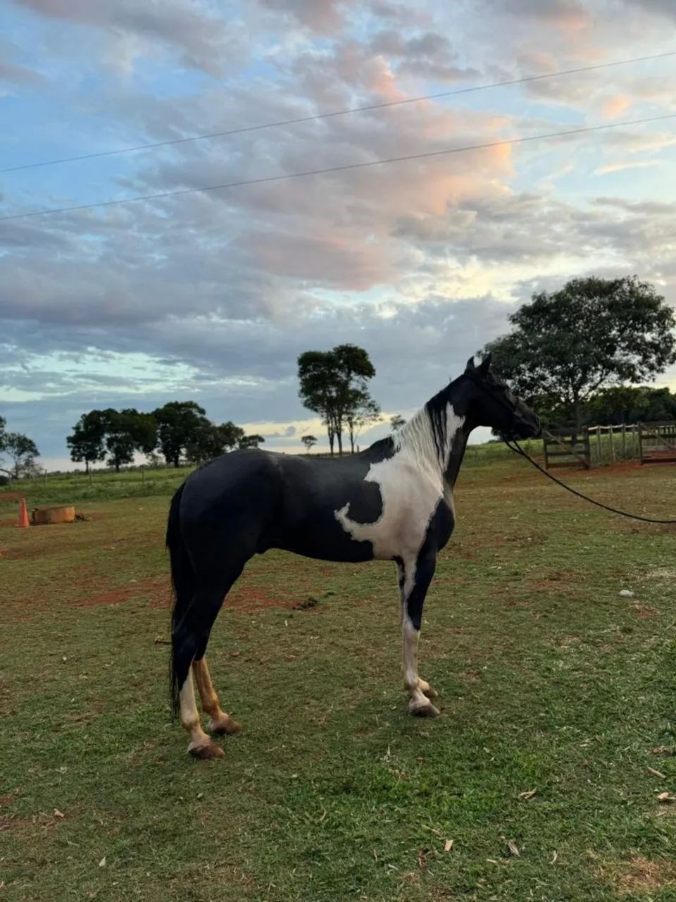 Vendo cavalos e éguas de marcha PICADA alguns em até 30 parcelas a partir dos 10 mil 