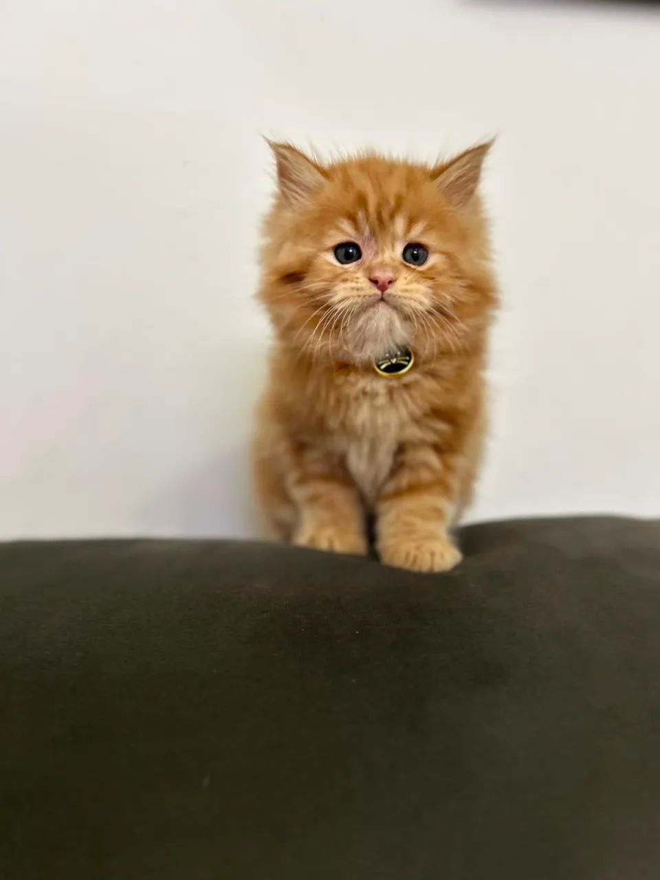 Maine coon macho Red  - Foto 5