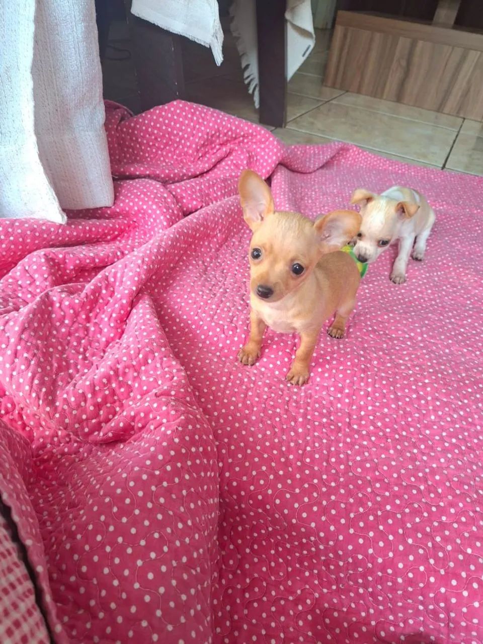 Pinscher feminha zero  - Foto 2