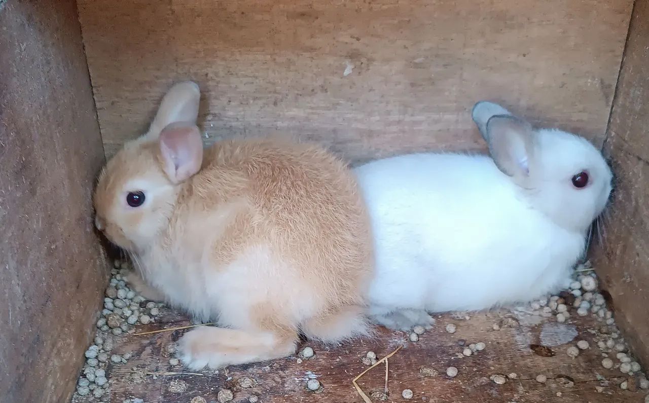 Filhotes mini coelho Netherland - Foto 6