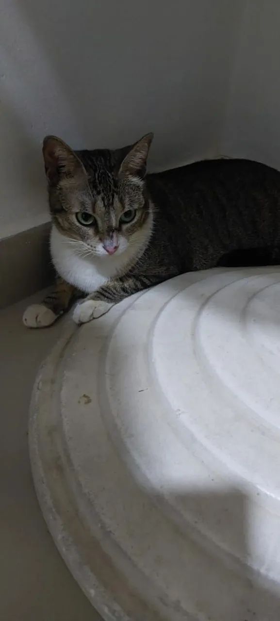 Gata fêmea castrada brincalhona - Foto 5