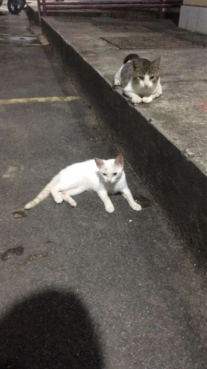 Gatinho abandonado em um condomínio  - Foto 4