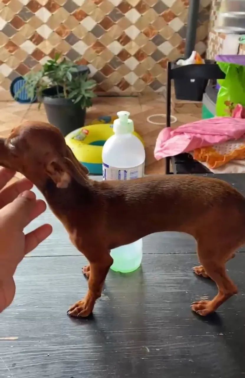 Cachorro pinscher micro zero - Foto 5