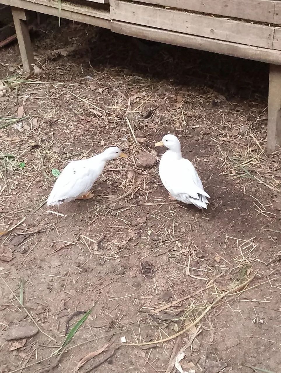 Casal Mini cool 