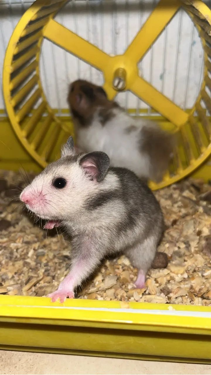 Hamister sírio  - Foto 2