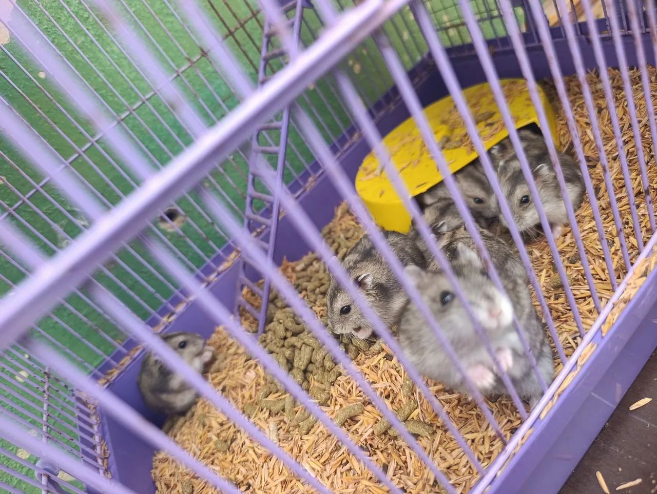 Hamster Anão Russo  - Foto 2