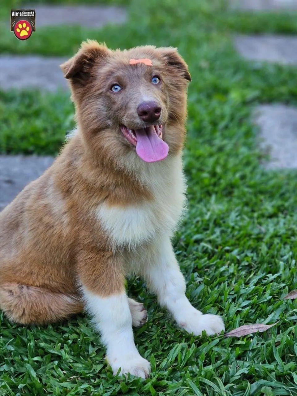 Border Collie | Machos Jovens