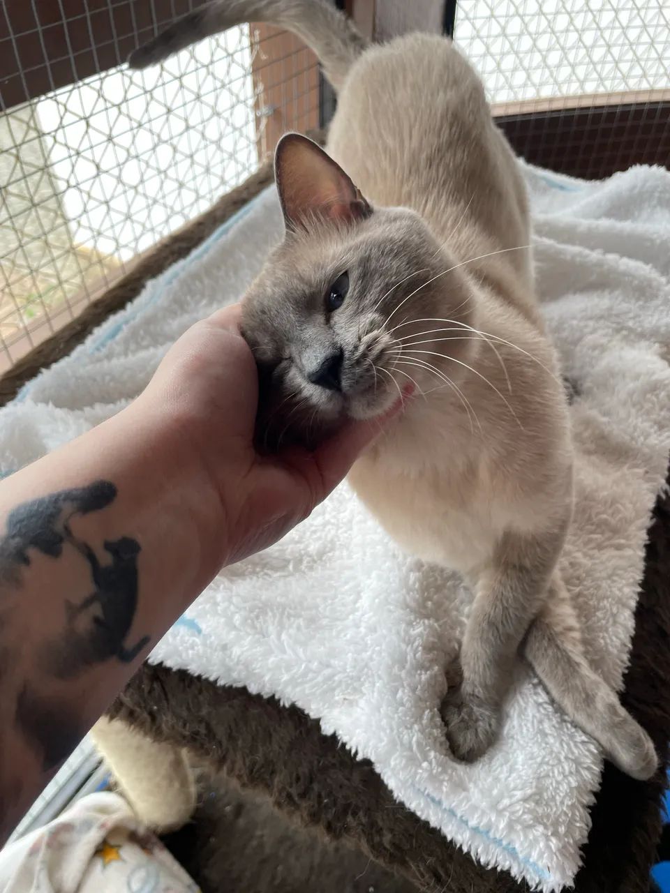 Gatos para adoção - São Paulo, Zona Norte - castrados/vacinados