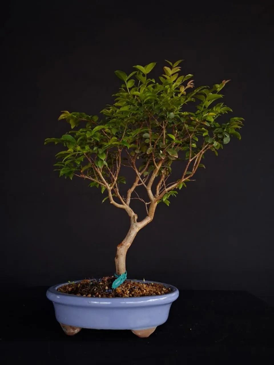 Bonsai Jabuticabeira Híbrida / Vaso de Cerâmica Azul Claro