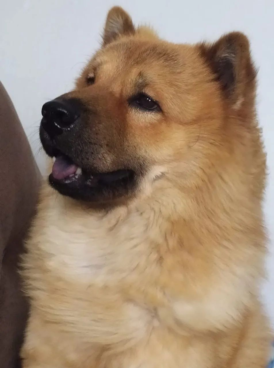 Chowchow lindo - Foto 2