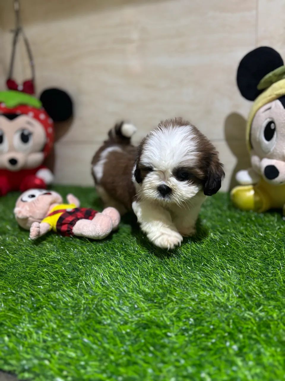 Shihtzu  - Foto 2