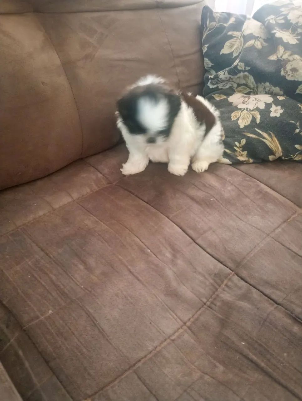 Cachorra sthizu  - Foto 4