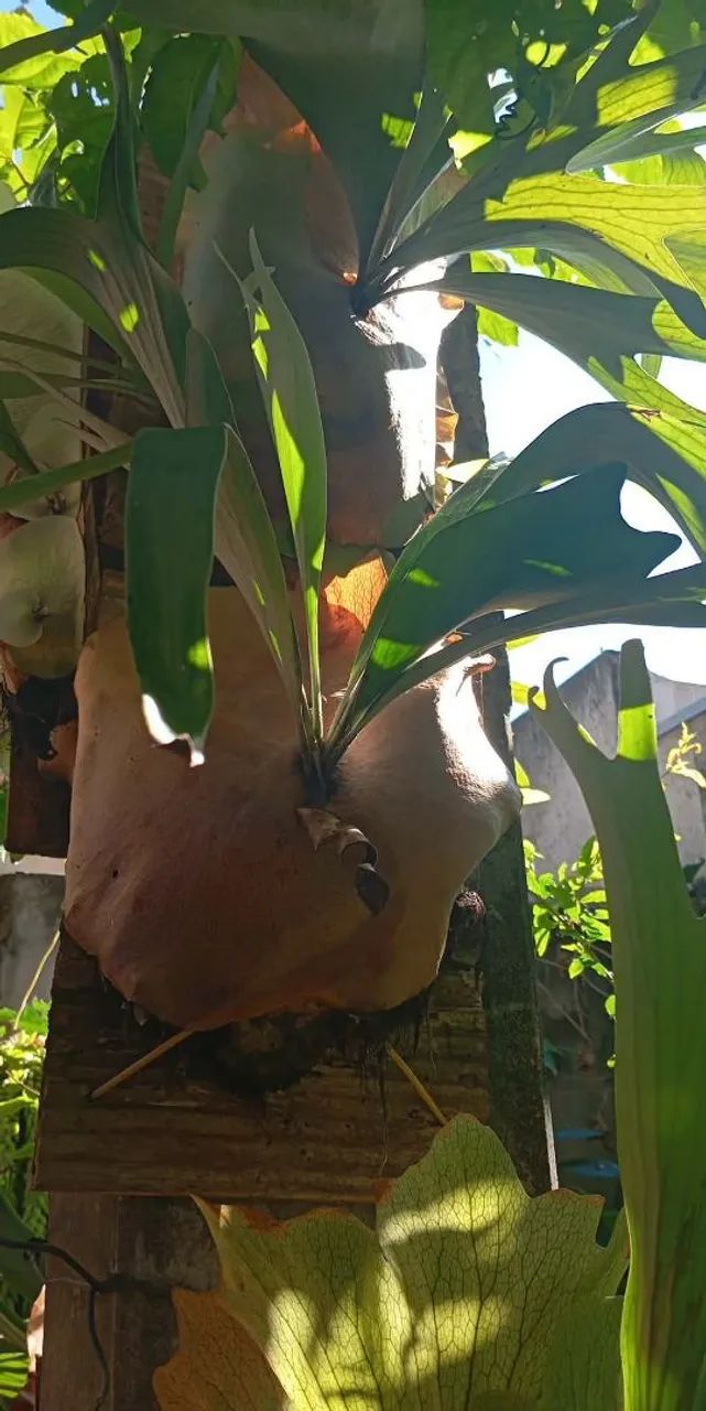 Samambaia Chifre de Veado  - Foto 2