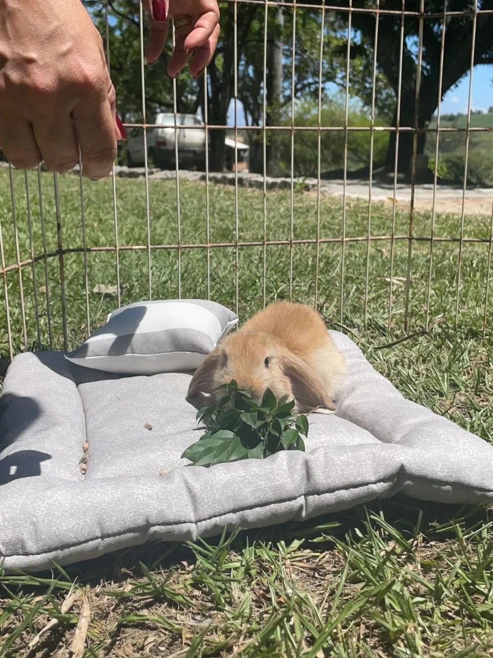 FILHOTE COELHO MINI LOP - Foto 3