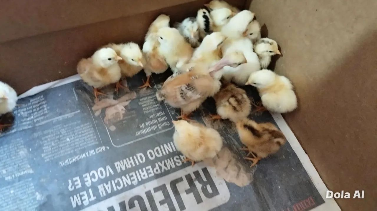 Pintinhos 