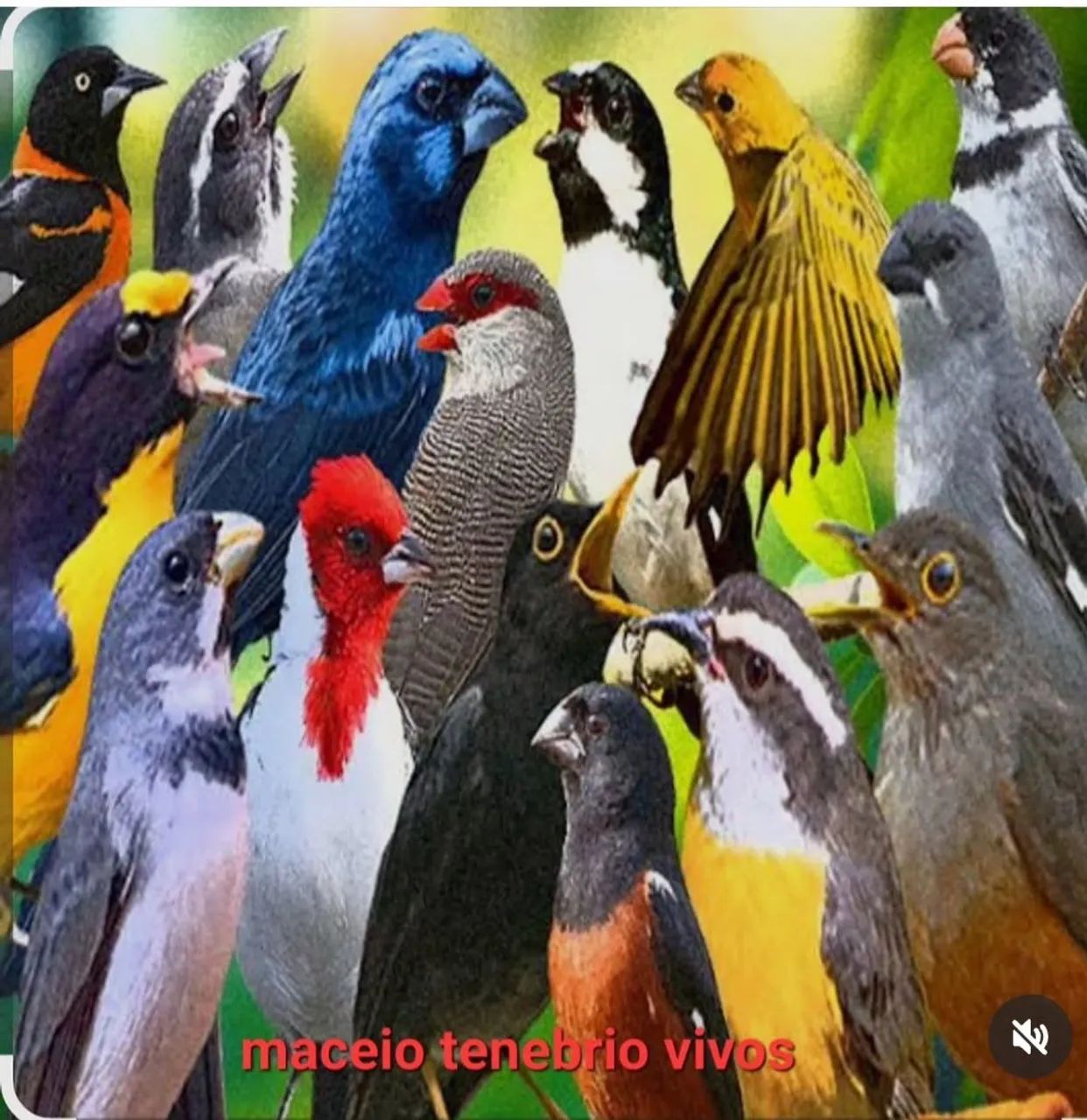 Larvas do tenebrio  - Foto 2