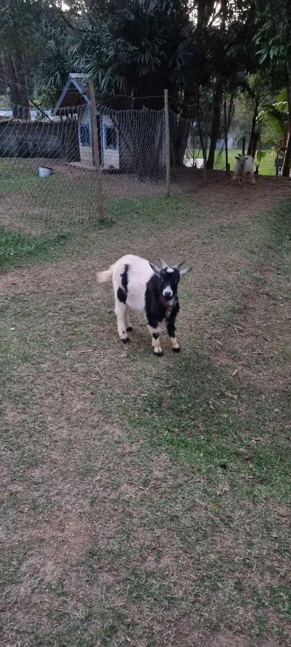Mini Cabra Macho  - Foto 3