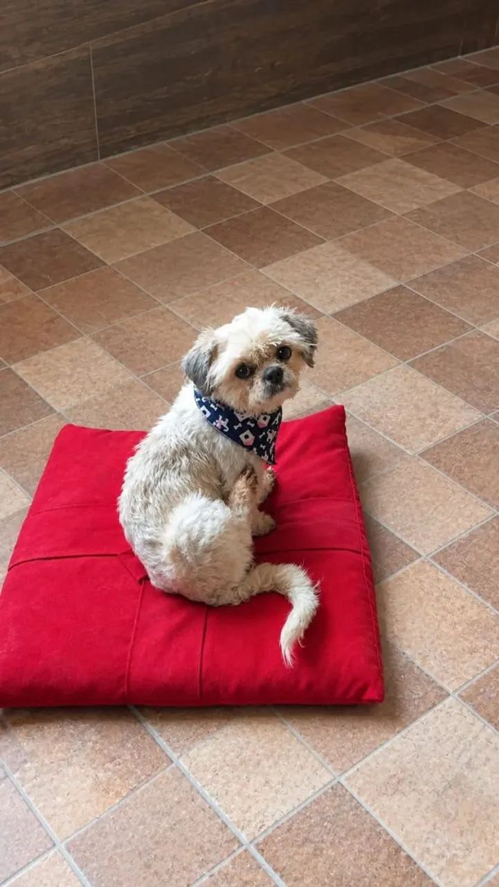 Doa-se shihtzu  - Foto 2