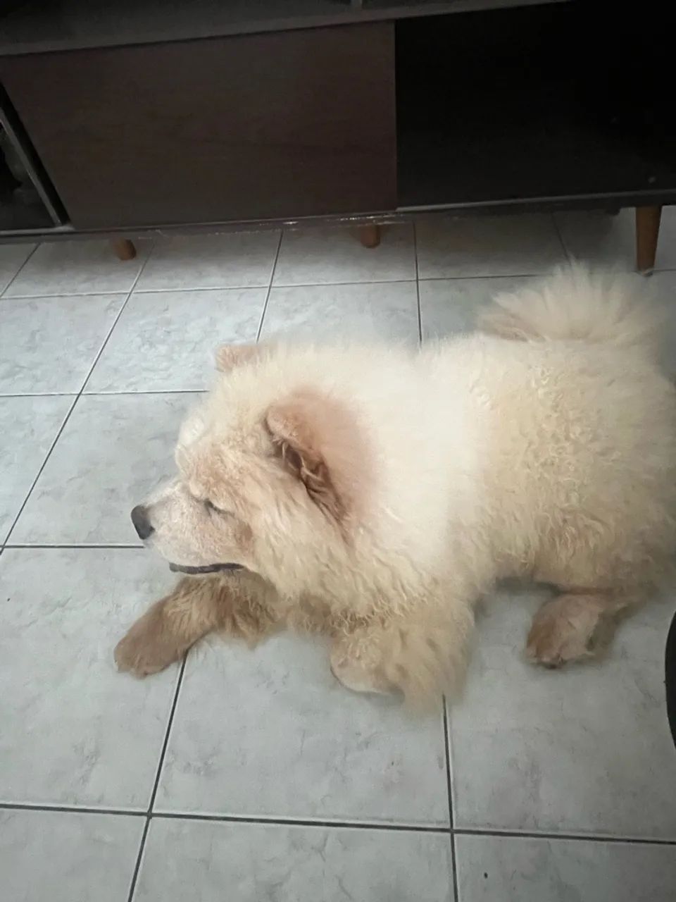 Chow chow americano  - Foto 3