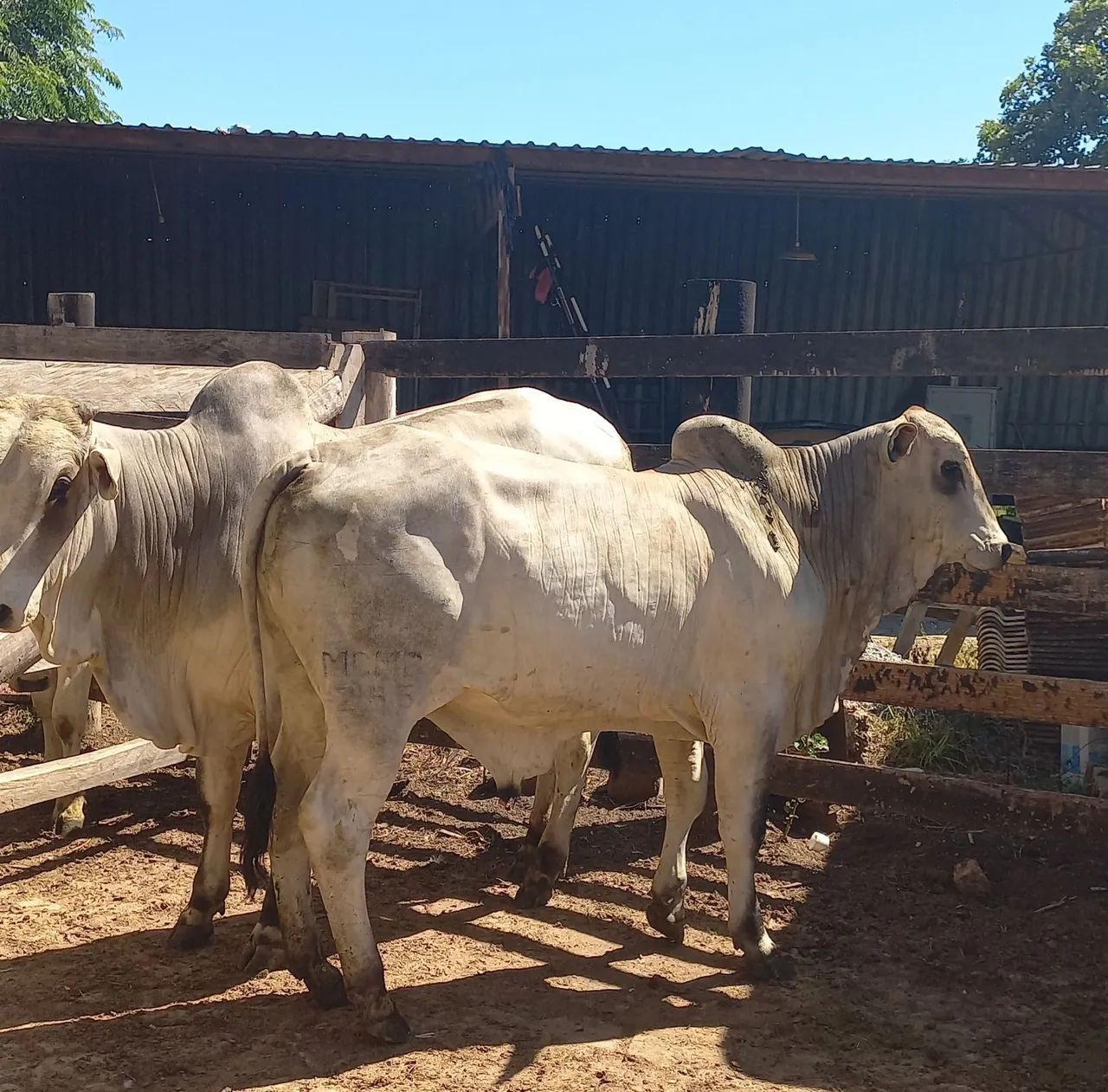 Touros Nelore PO