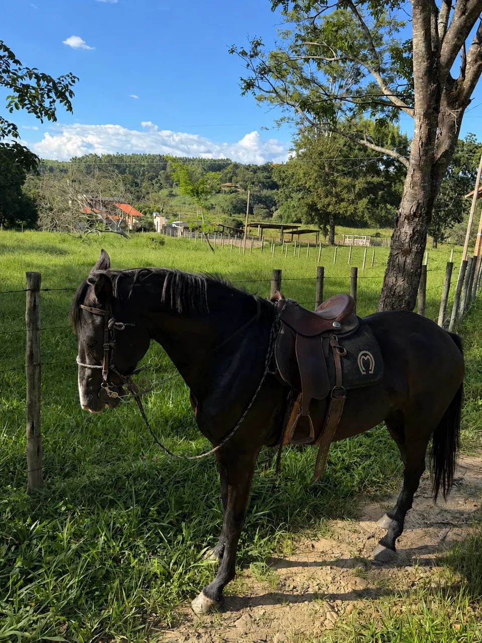 Égua Mansa à Venda  - Foto 2