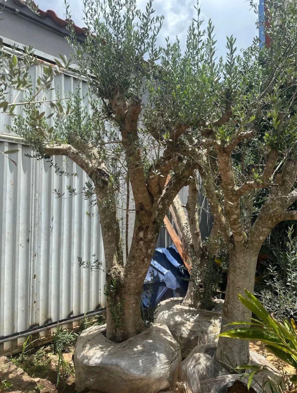 Oliveira, árvore santa - Foto 4