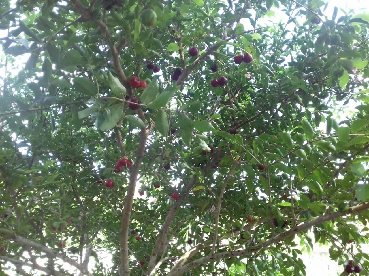 Vendo Chácara povoado Estancinha Lagarto/Se - Foto 5