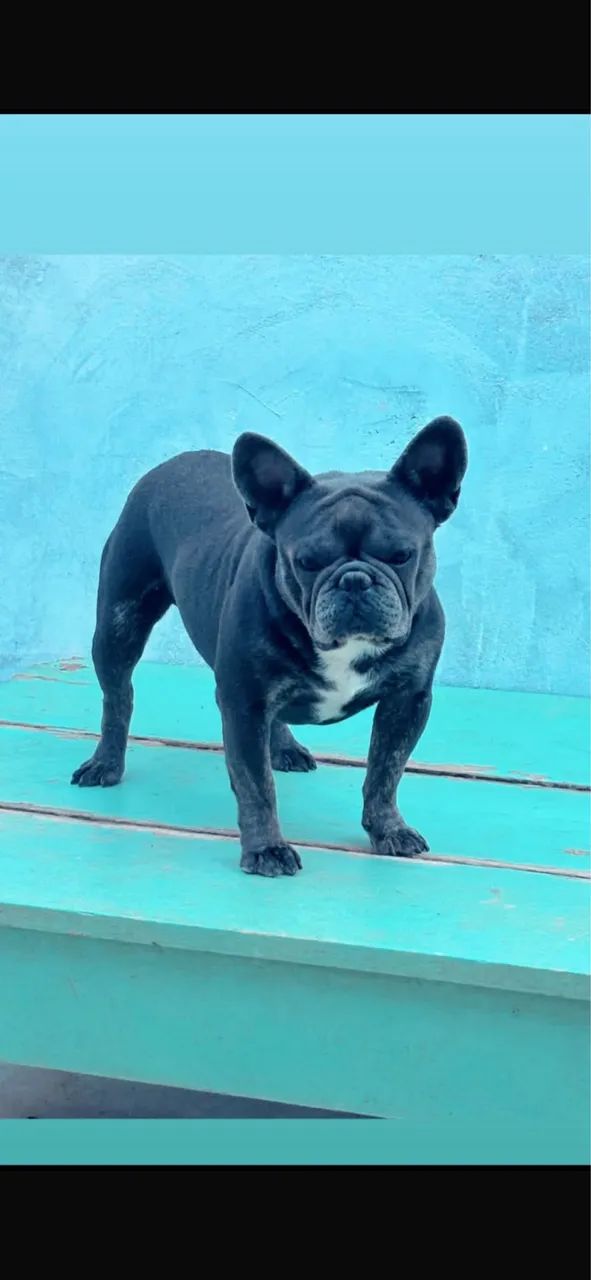 Buldogue francês 