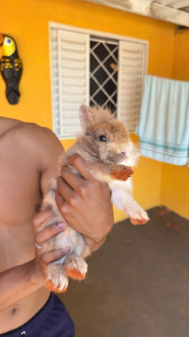 Vende-se coelho filhote mini lion