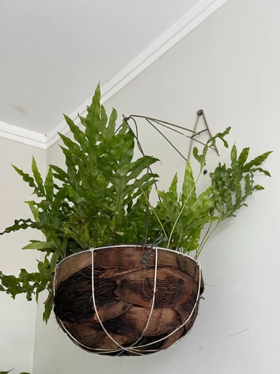Vendo várias plantas  - Foto 2