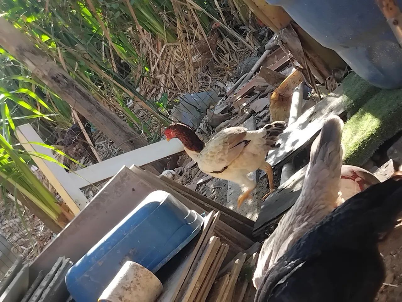 Galinha moura 
