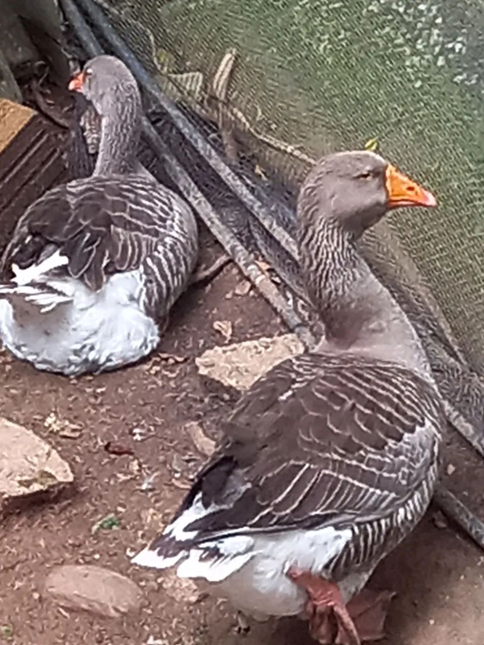 animais de estimação  - Foto 4