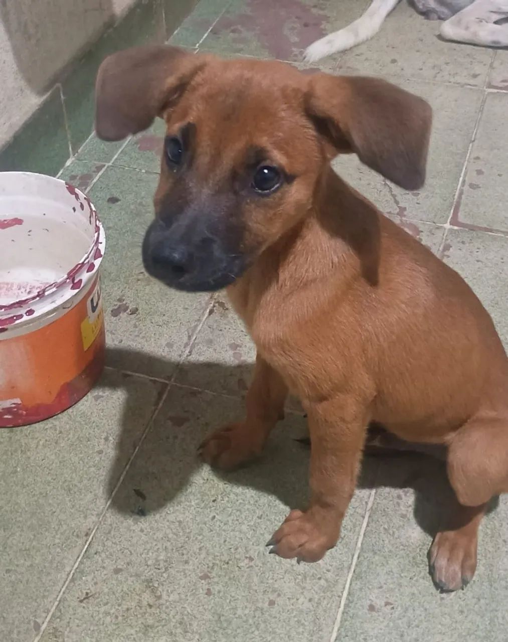 Adoção responsável  - Foto 4