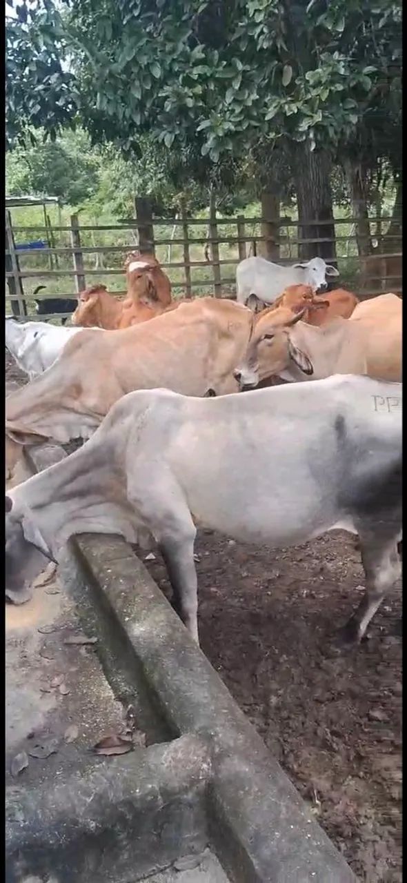 Vacas paridas alta genética Alagoinhas  - Foto 2