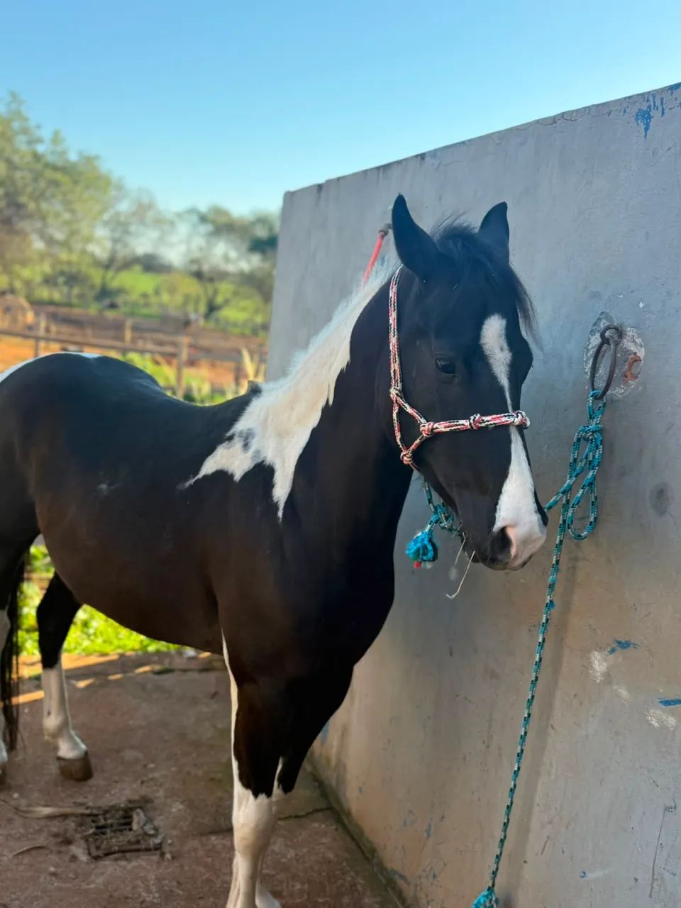 Enxerto de garanhão paint horse 