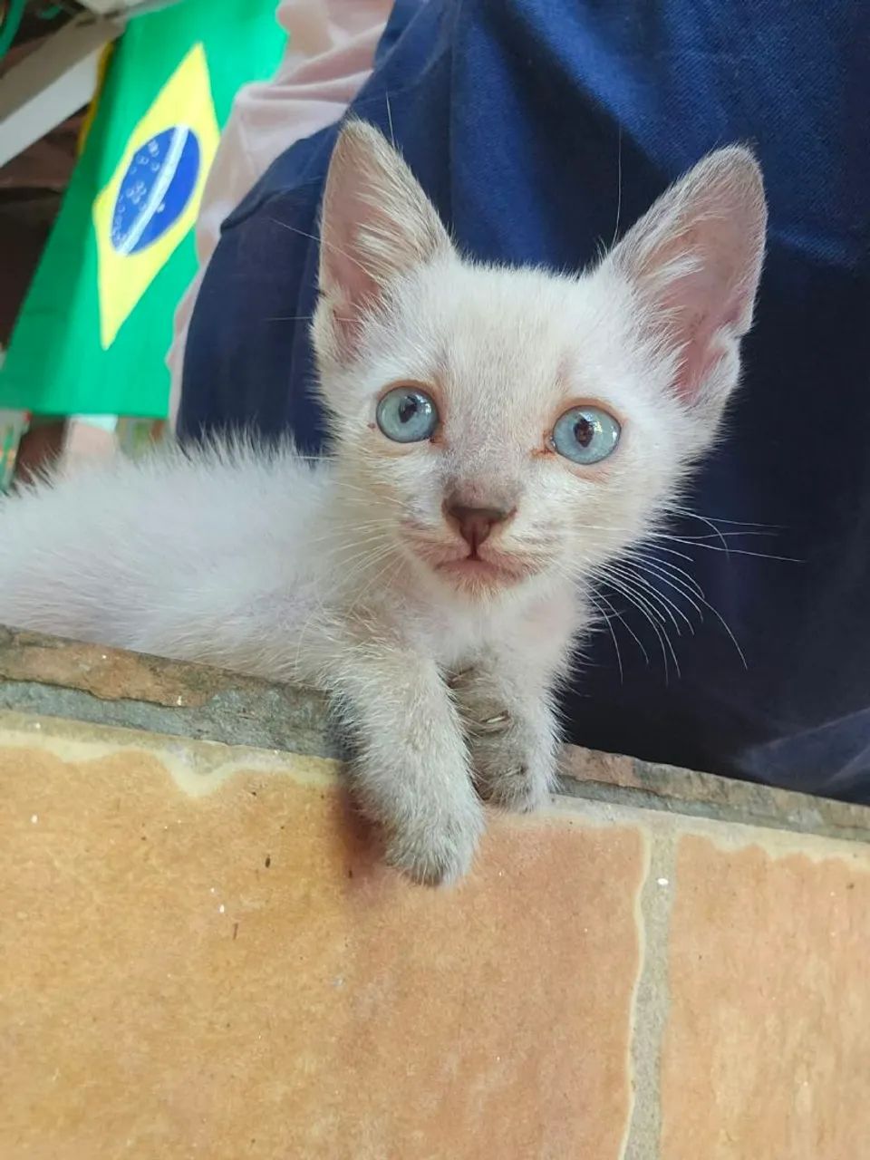 Gatinha para adoção 